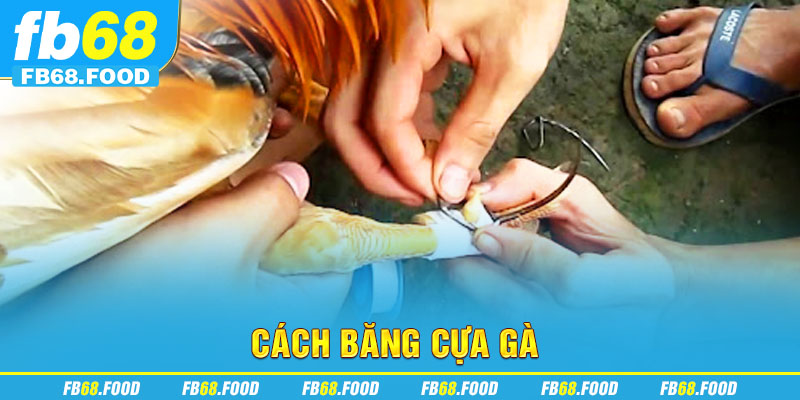 Cách băng cựa gà