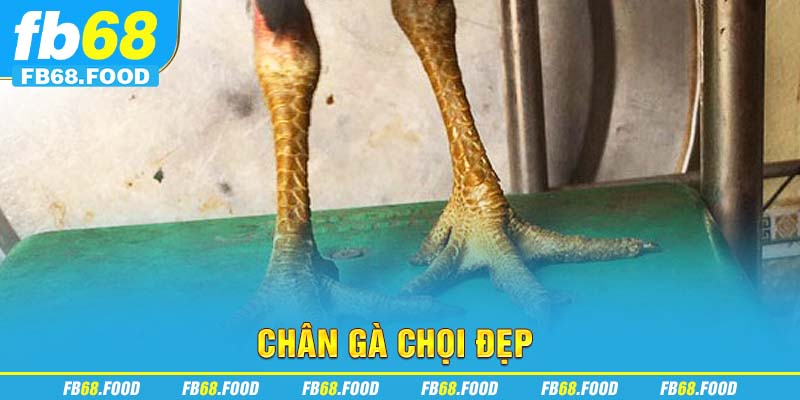 Chân gà chọi đẹp