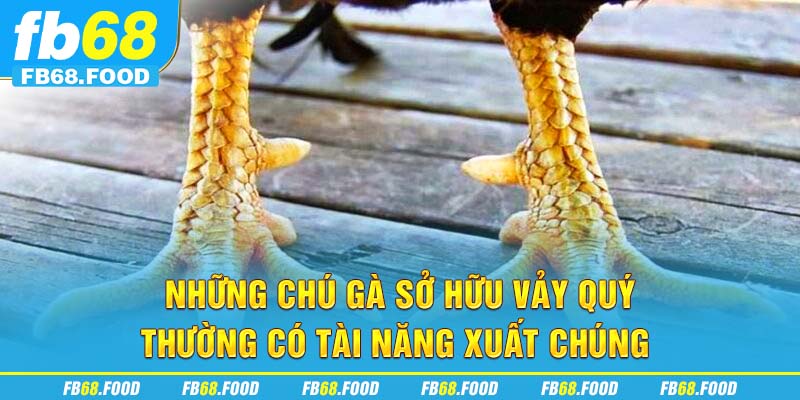 Những chú gà sở hữu vảy quý thường có tài năng xuất chúng