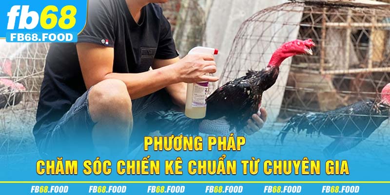 Phương pháp chăm sóc chiến kê chuẩn từ chuyên gia